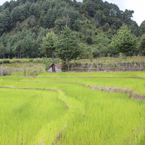 Video abstract - The Ties that Bind Promo Image