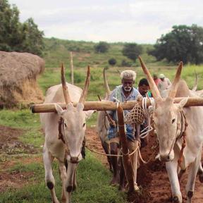 Video Abstract - Beyond bad weather:Climates of Uncertainty in Rural India by Tanya Matthan  Promo Image