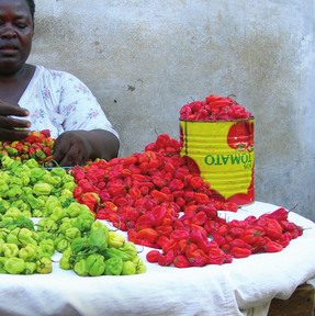 Agrarian Politics Podcast: Sustainable rural livelihoods – an approach, not a theory Promo Image