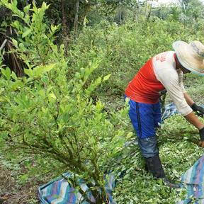 Agrarian perspectives on illicit drug crop economies - A forum on illicit drug crop economies Promo Image